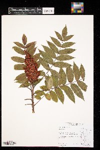 Rhus glabra image