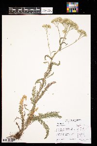 Achillea millefolium image