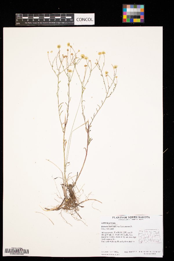 Boltonia asteroides image