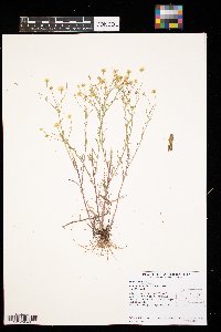 Boltonia asteroides image