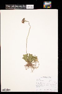 Hieracium aurantiacum image