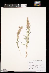 Liatris punctata image