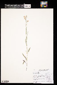 Campanula rotundifolia image