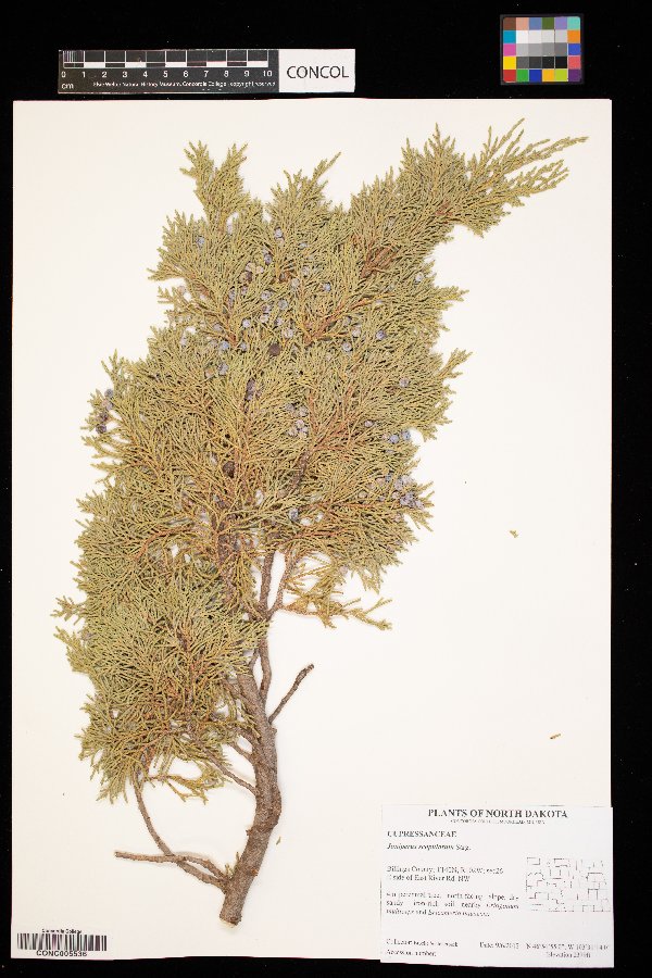 Juniperus scopulorum image