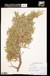 Juniperus scopulorum image