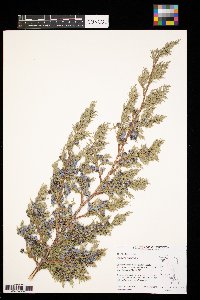 Juniperus scopulorum image