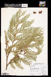 Thuja occidentalis image