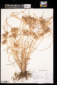 Cyperus strigosus image