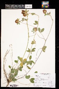 Trifolium pratense image