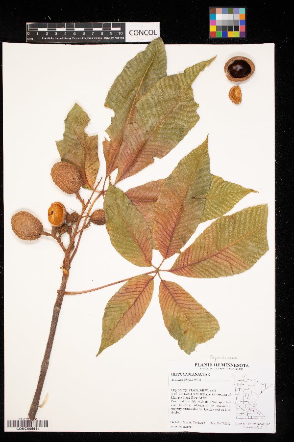 Aesculus glabra image