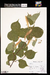 Tilia americana image