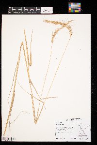 Elymus canadensis image