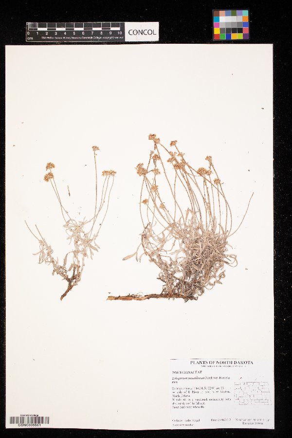 Eriogonum pauciflorum image