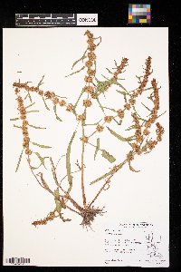 Rumex maritimus image