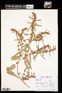 Rumex maritimus image