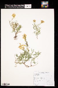 Linaria vulgaris image