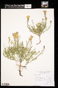 Linaria vulgaris image