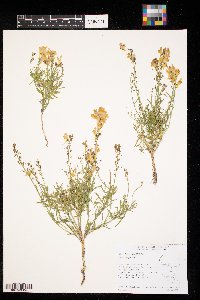 Linaria vulgaris image