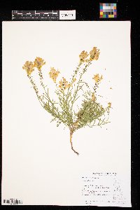 Linaria vulgaris image