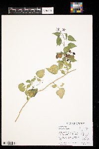 Solanum dulcamara image