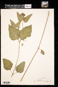 Mirabilis nyctaginea image