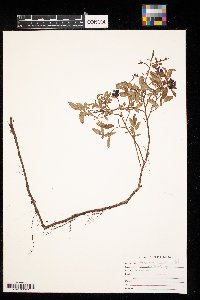 Vaccinium angustifolium image