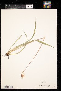 Agoseris glauca image