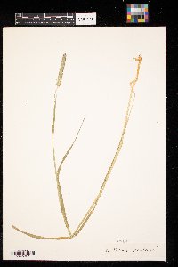 Phleum pratense image