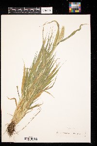 Setaria viridis image