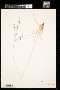 Sporobolus heterolepis image