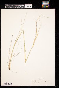 Hesperostipa spartea image