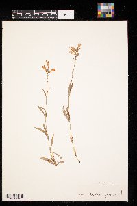 Penstemon gracilis image