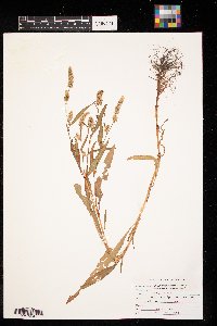 Persicaria pensylvanica image