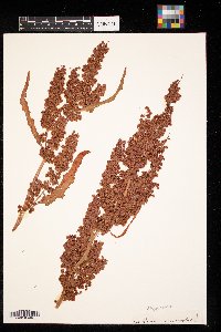 Rumex occidentalis image