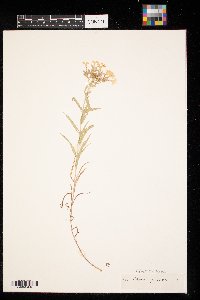 Phlox pilosa image