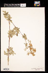 Thalictrum venulosum image