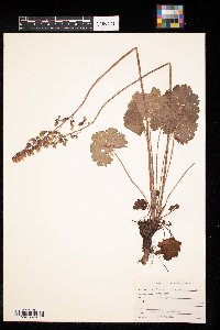 Heuchera richardsonii image