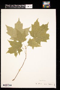 Acer saccharum image