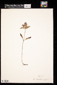 Prunella vulgaris image