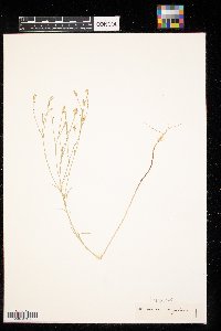 Linum rigidum image