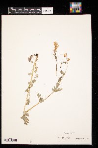 Corydalis sempervirens image