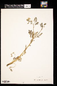 Corydalis aurea image