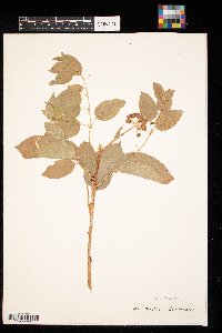 Smilax herbacea image