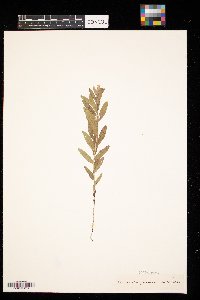 Lithospermum canescens image