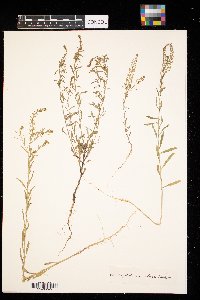 Lepidium densiflorum image