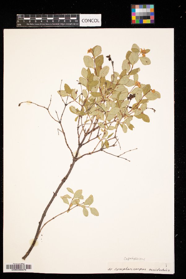 Symphoricarpos occidentalis image