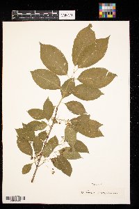 Prunus pensylvanica image