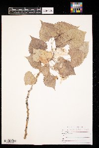 Populus deltoides image