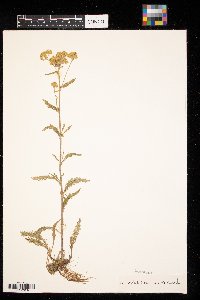 Achillea millefolium image