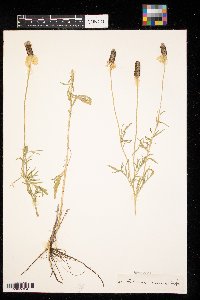 Ratibida columnifera image